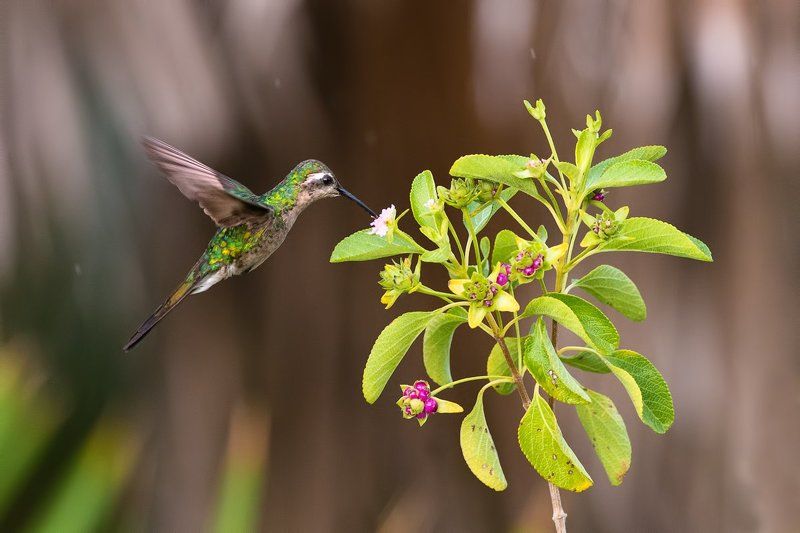 птицы, колибри, куба, дикая природа, wildlife, nature, cuna, birds ***photo preview