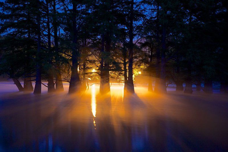 роща болотных кипарисов сукко рассвет утро Сон исполиновphoto preview