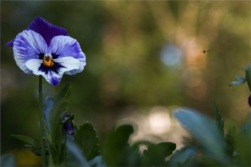 паук, цветок. photo preview