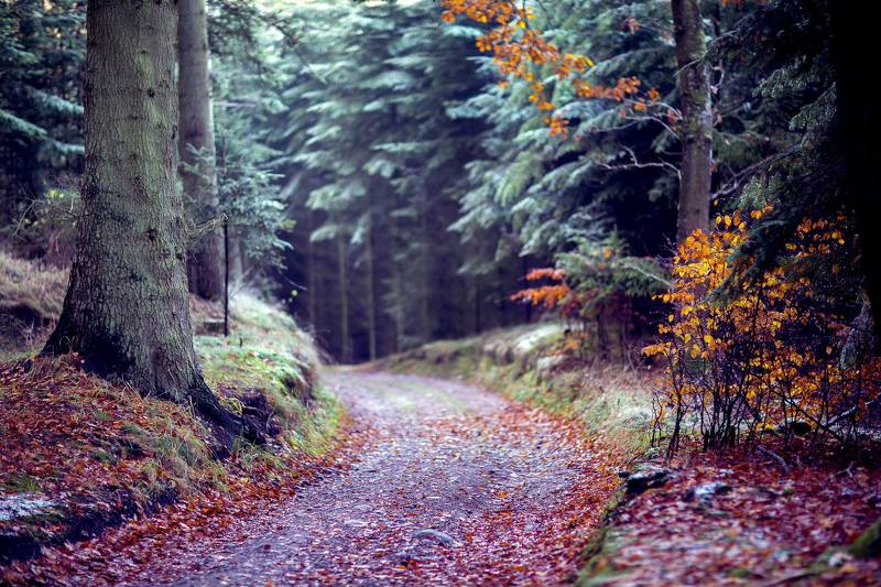 morning, forest, nature, landscape forestphoto preview