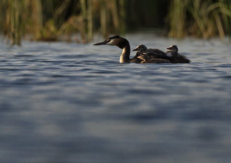 чомга Чомгаphoto preview