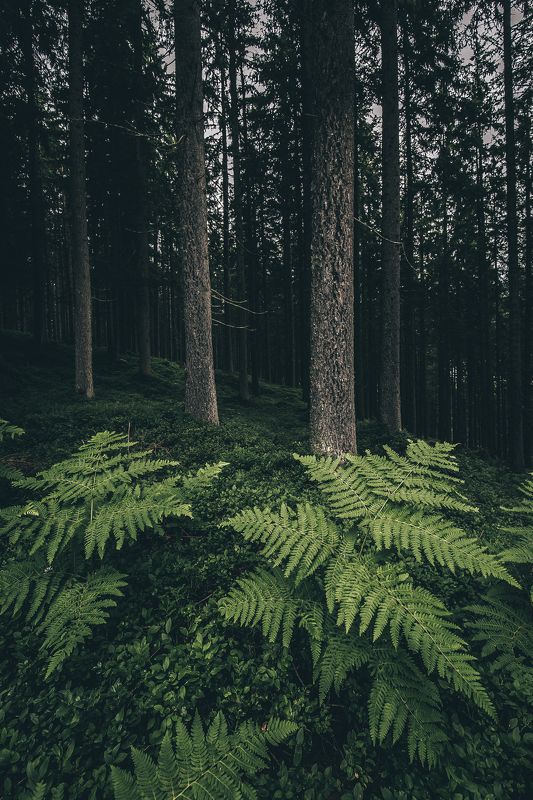 Австрия, Альпы, лес, папоротник Magical forestphoto preview