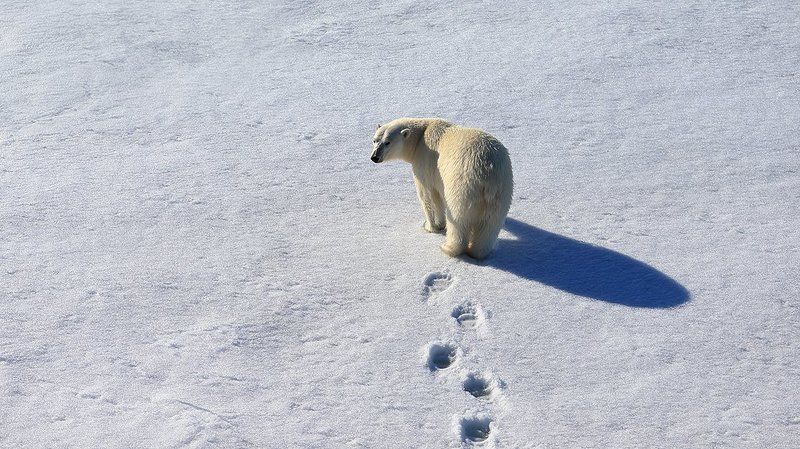 фотографандреевандрей, северныйполюс, northpole, арктика, arctic, ice, снег, лёд, круиз, expiditions, travel,  белыймедведь, медведь, polarbear, животное, natgeowild photo preview