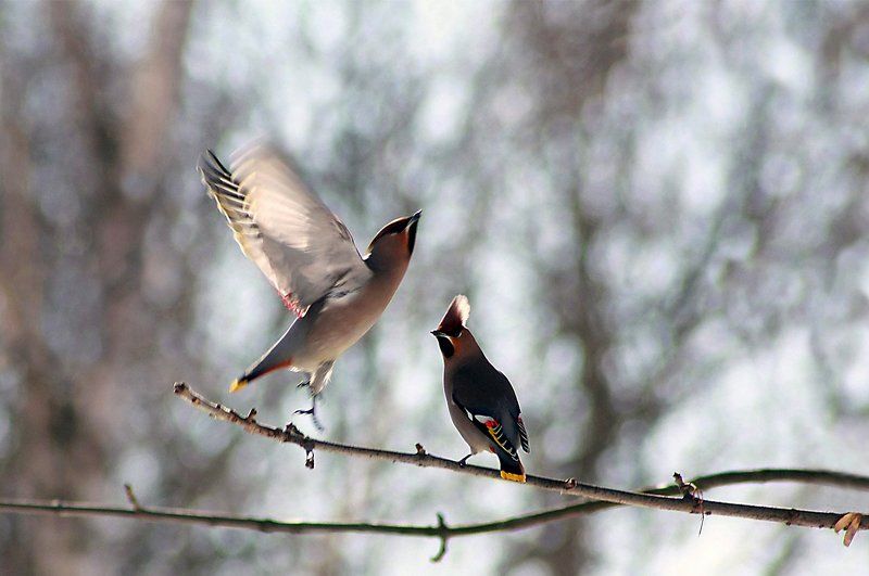 птицы Свиристель )photo preview