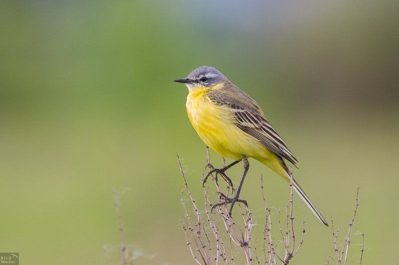 birds, Motacilla flava Motacilla flava. Malephoto preview