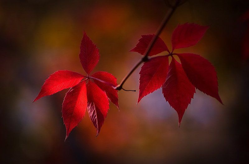 Краски осениphoto preview