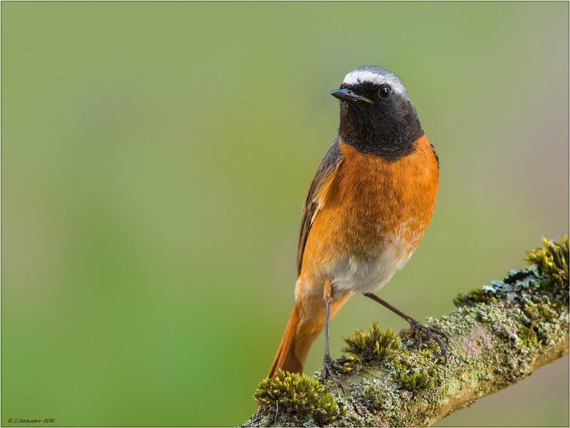 Горихвост.photo preview