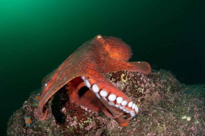 осьминог, гигант, глубина, под водой, море, океан, глубина Встреча фото превью