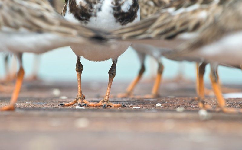 птицы, камнешарки, куба, дикая природа, животные, birds, animals, nature, wildlife, cuba В метро, или час пикphoto preview