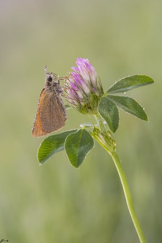 macro, makro, insect, wildlife, nature, butterfly, Thymelicus sp.photo preview