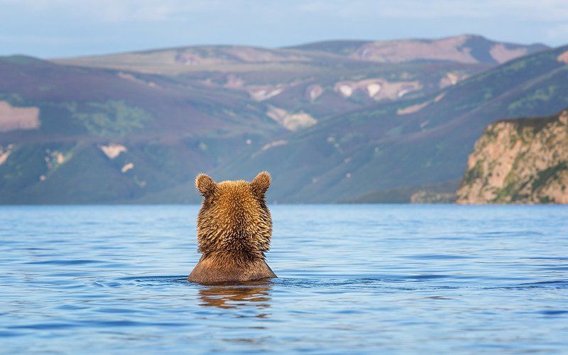 Камчатка, медведи Грустьphoto preview