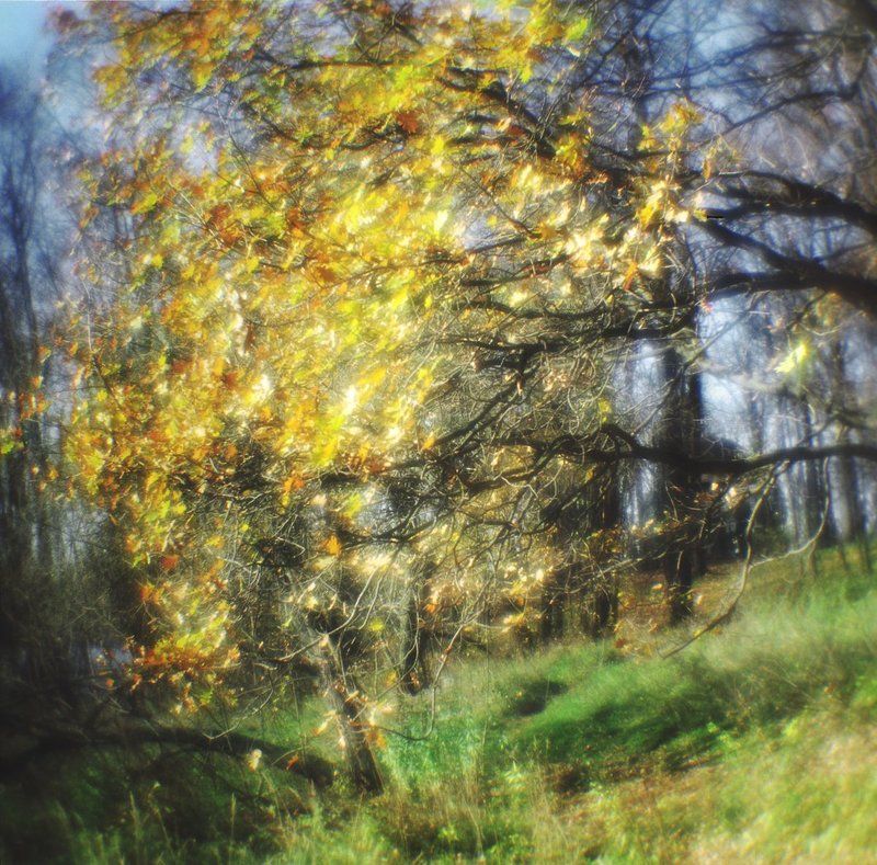 medium format, monolens, film 120, пейзаж, 6х6, осень, листья, плёнка, киев 60, парк, монокль, романтическая, живопись, davydov Склон и дубовые ветвиphoto preview