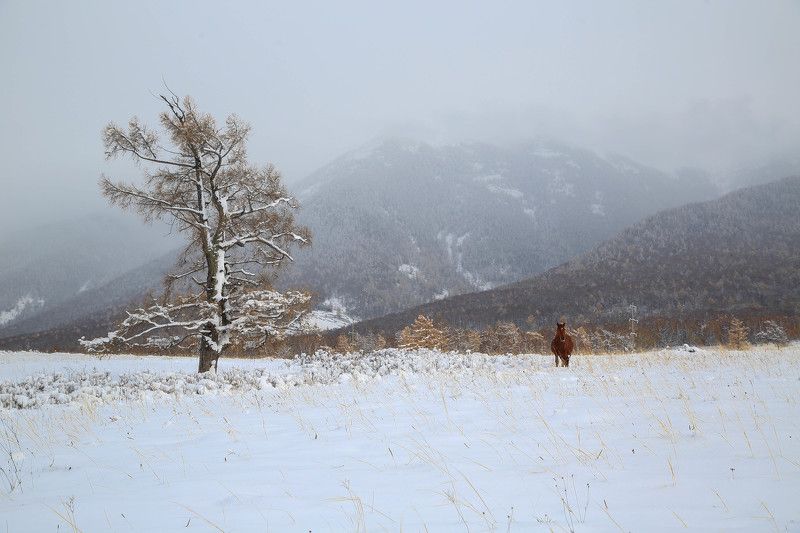 Алтайский photo preview