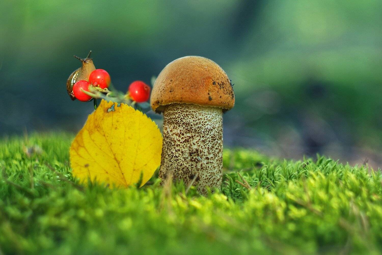 Лесные истории. Автор: Александр Гвоздь грибы лето природа, Александр Гвоздь