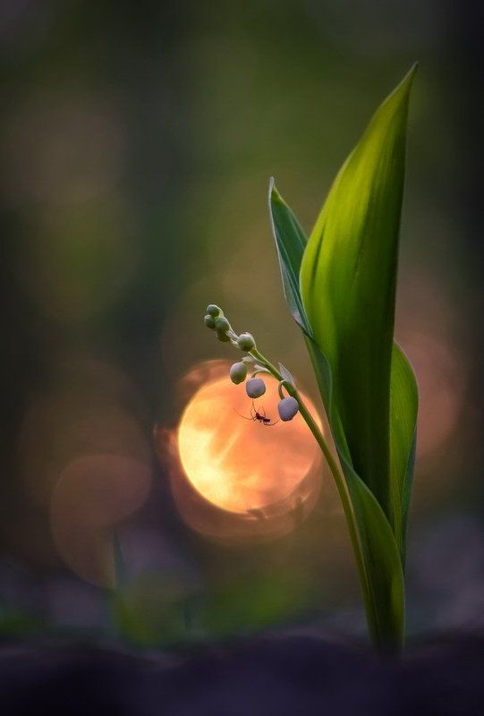 Ловец солнцаphoto preview