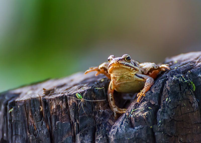 Животные, Лето, Лягушка, Макро, Природа ***photo preview