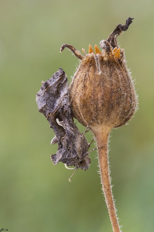 macro, makro, insect, wildlife, nature, butterfly, Autographa gammaphoto preview