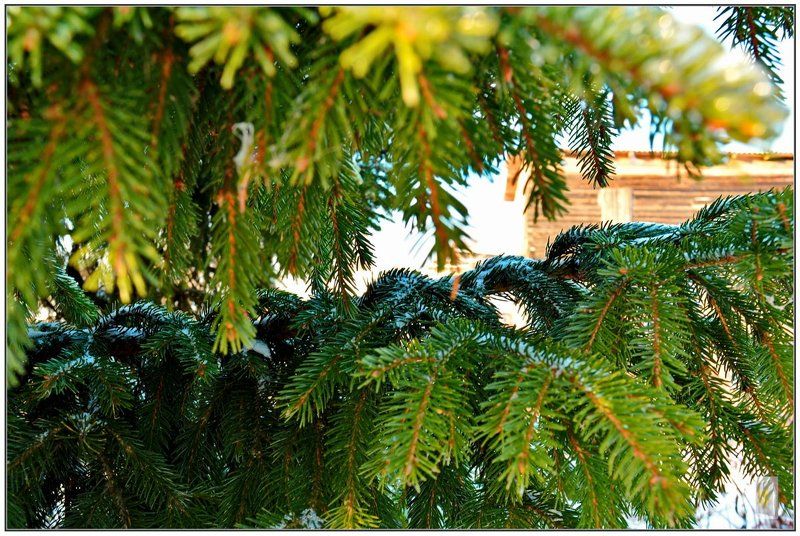 ------------------photo preview