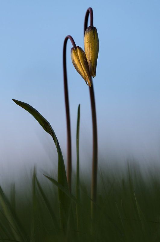 Скифские тюльпаныphoto preview