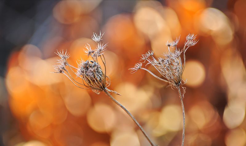 На фоне золотой осени фото превью