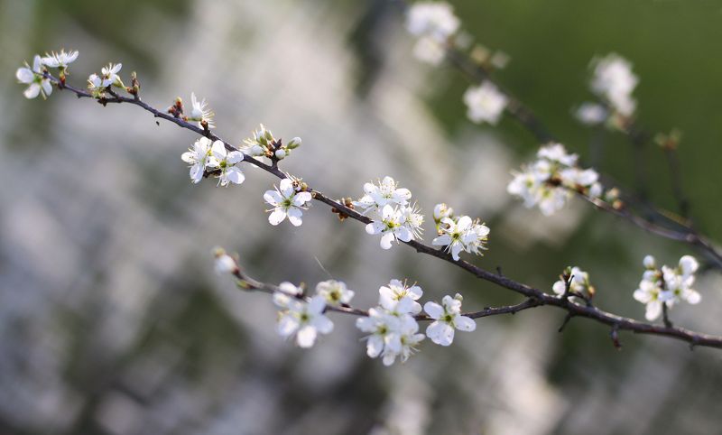 тёрн , весна , цветы Весна )photo preview