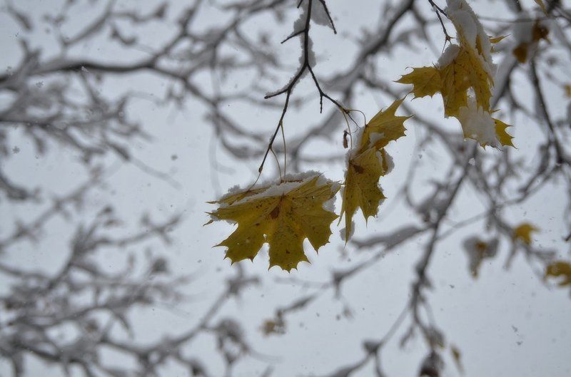 Melancoliephoto preview