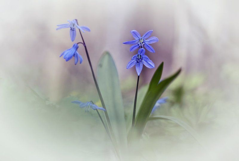 пролеска ***photo preview