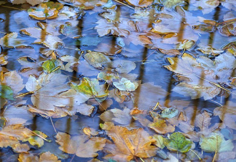 Осеньphoto preview