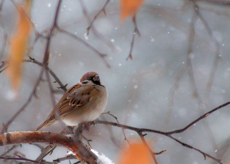 Про воробья и синичкуphoto preview