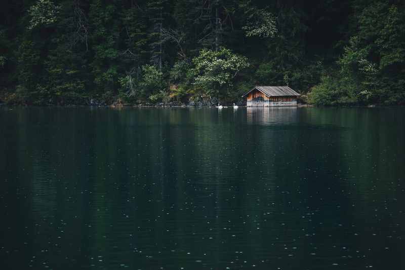 Германия, Бавария, озеро, лебеди, дождь Параphoto preview