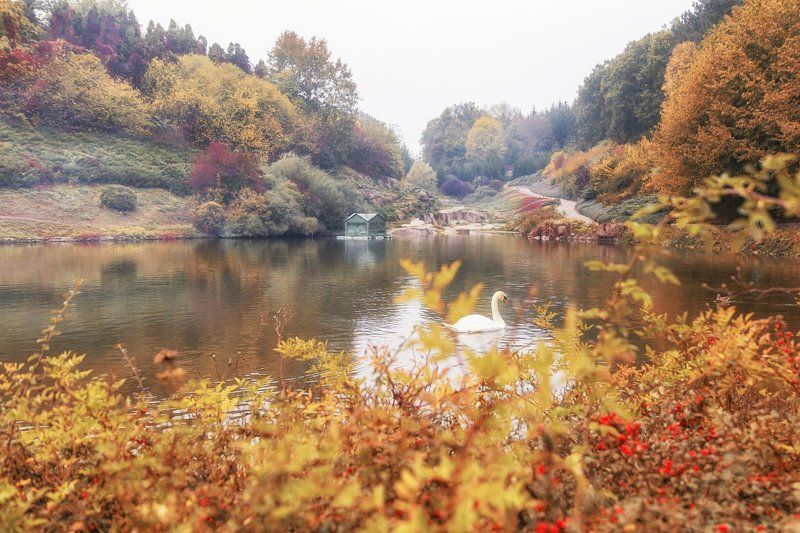 осень, парк, Умань, Софиевка, листья, озеро, лебедь По мотивам Чайковскогоphoto preview