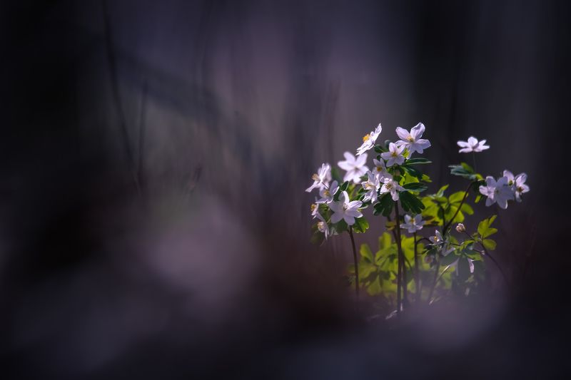 Воспоминания фото превью