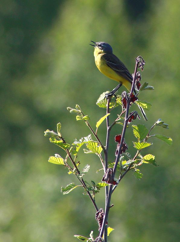 весна , птицы *****photo preview