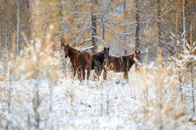 Алтайский photo preview