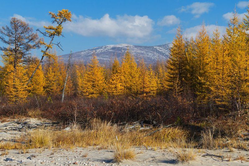 Байкал, осень, лиственницы, золотое, хвоя, Хакусы, Бурятия, Баргузинский хребет Золотое лиственничноеphoto preview