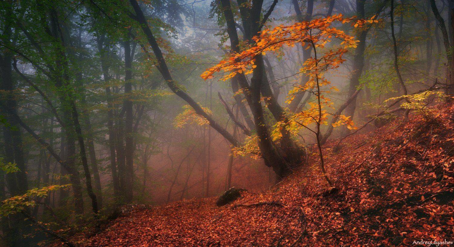 крым, демерджи, осень, лес, туман, Андрей Уляшев (Mercand)