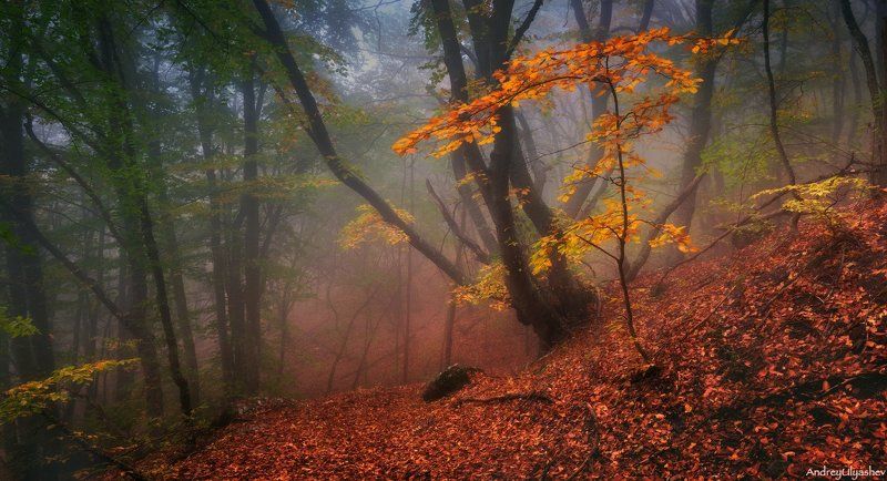 крым, демерджи, осень, лес, туман * * *photo preview