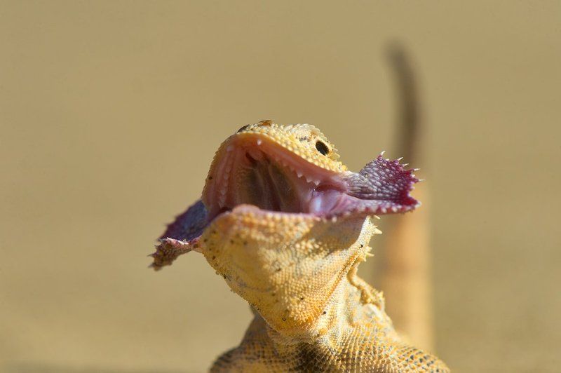 макро, ящерица, портрет, круглоголовка, дагестан, пустыня, природа, дикая природа россии, nature, russia, sand, desert, wildlife, lizard, prynocephalus Пустынный драконphoto preview