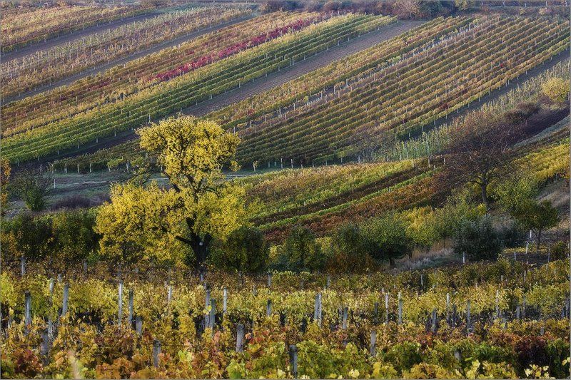 Виноградные мотивыphoto preview