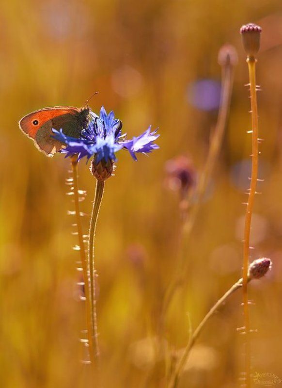 Łąkowe opowieściphoto preview