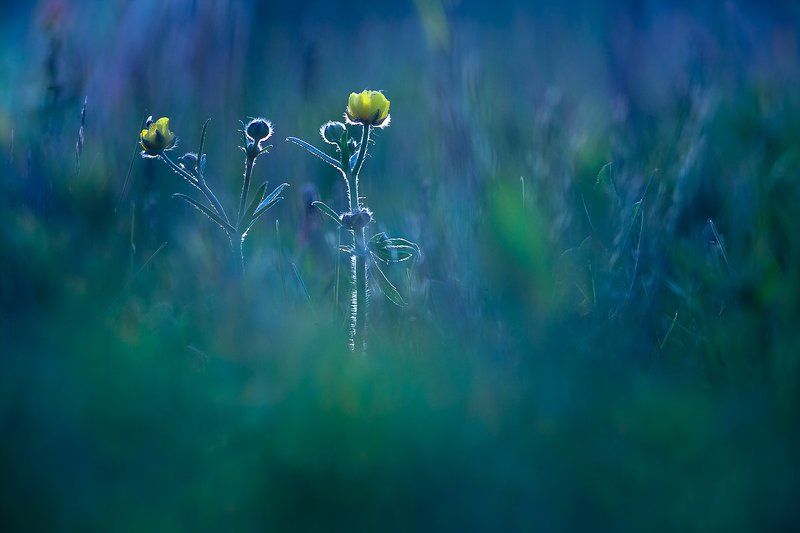 Magical springphoto preview