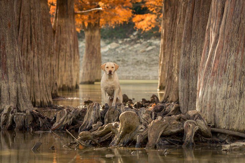 озеро, собака, сукко, природа, пейзаж на озереphoto preview