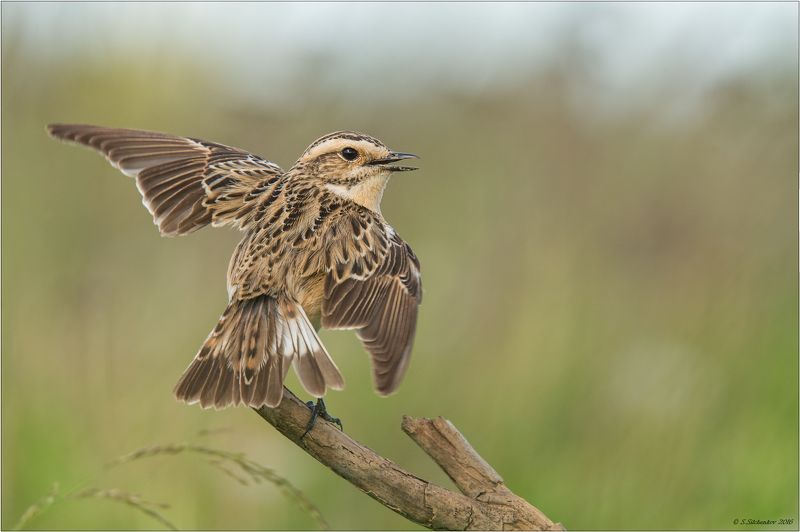 Я вернусь...photo preview