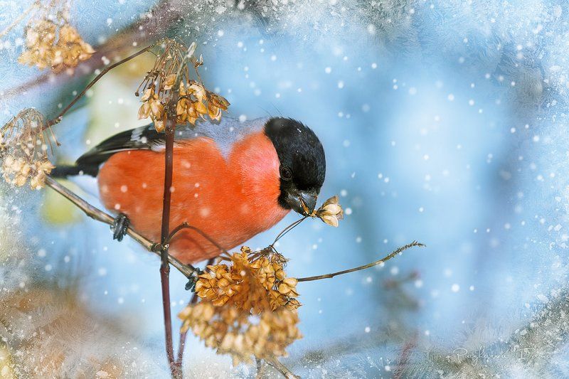 Новогодняяphoto preview