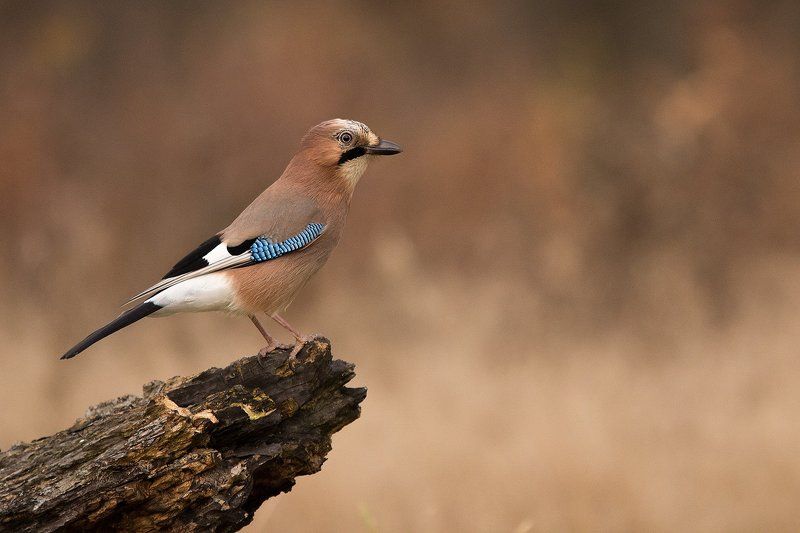 Сойкаphoto preview