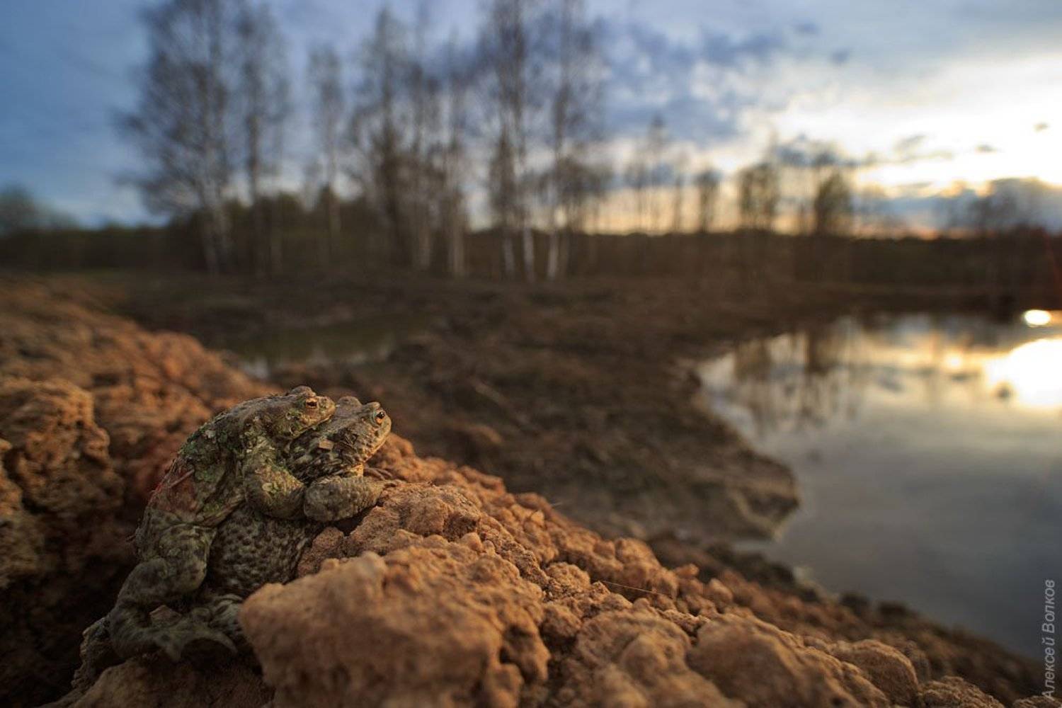 жаба, bufo bufo, природа, амфибия, земноводное, Алексей Волков