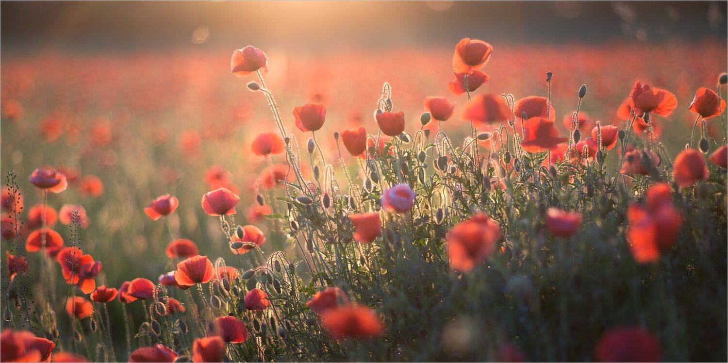 , Николай Шахманцир