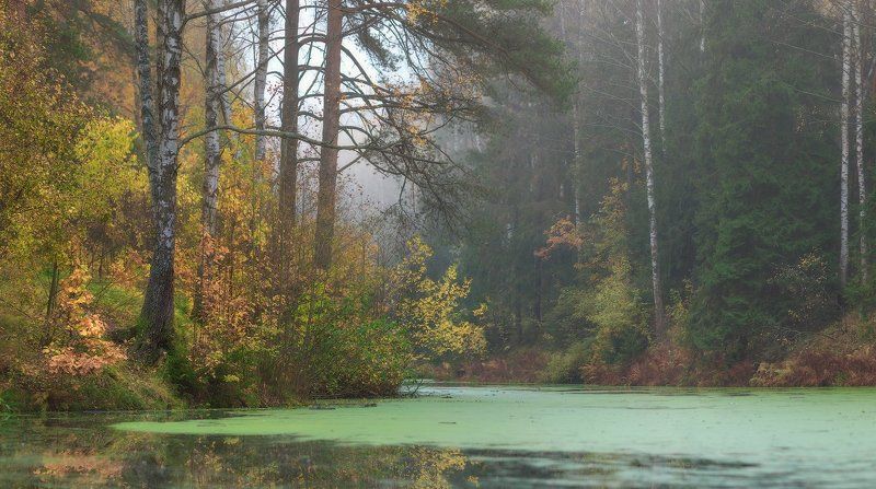 осень, павловск, павловский, павловский парк, питер, landscape, tsarskoyeselo, autumn Осень без солнца.......photo preview