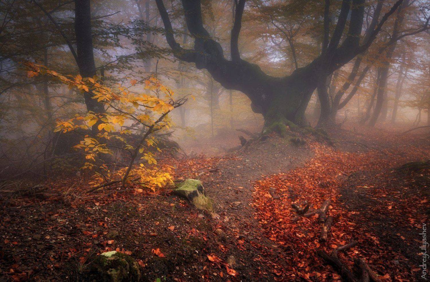 крым, демерджи, осень, лес, туман, Андрей Уляшев