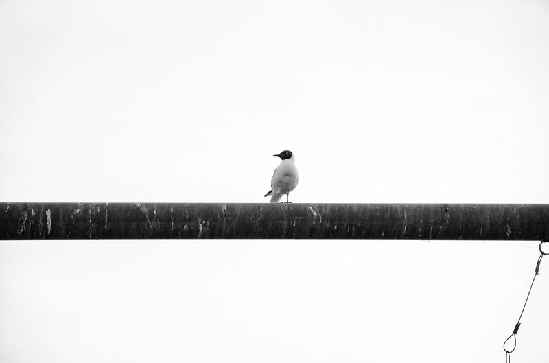 чб, настроение, геометрия, линии Птицыphoto preview